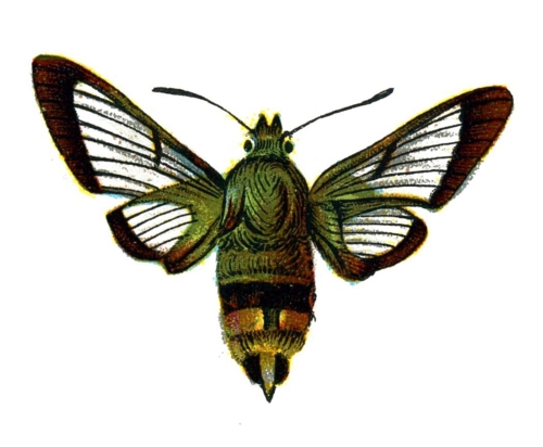 Hemaris fuciformis