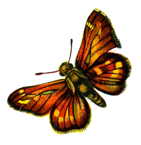 Hesperia comma femelle