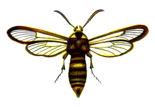 Sesia apiformis