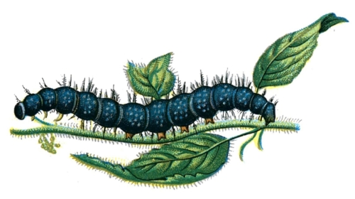 Inachis io caterpillar