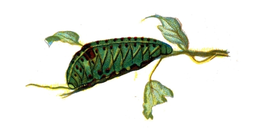 Iphiclides podalirius caterpillar