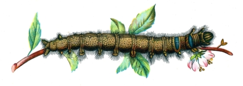 Lasiocampa quercifolia caterpillar