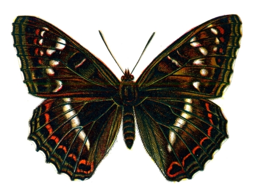 Limenitis populi male