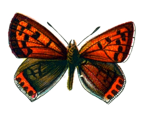 Lycaena phlaeas