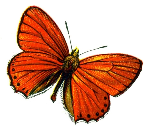 Lycaena virgaureae male