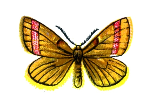 Lythria purpuraria