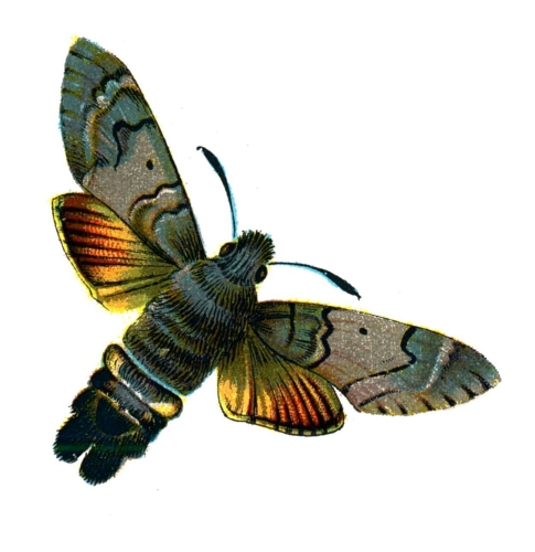 Macroglossum stellatarum