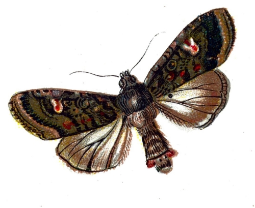 Mamestra persicariae