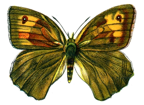 Maniola jurtina