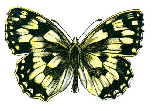 Melanargia galathea