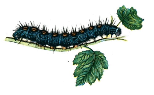 Nymphalis antiopa caterpillar