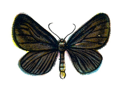 Odezia atrata