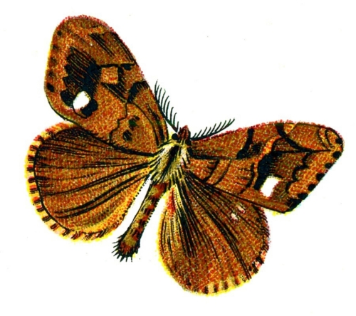 Orgyia antiqua male