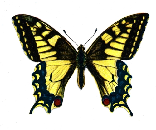 Papilio machaon