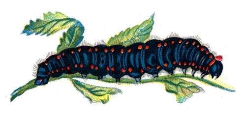 Parnassius apollo caterpillar