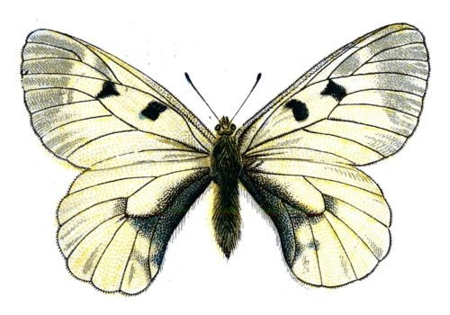 Parnassius mnemosyne