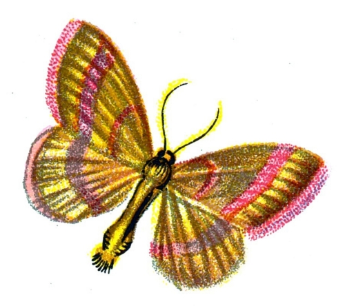 Pellonia vibicaria