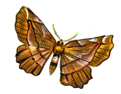 Pericallia syringaria