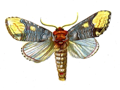 Phalera bucephala