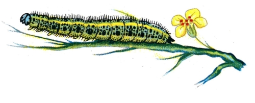 Pieris brassicae caterpillar