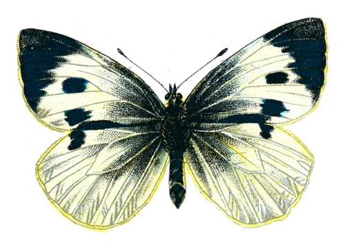 Pieris brassicae femelle