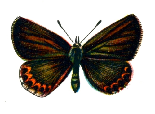 Plebeius idas femelle