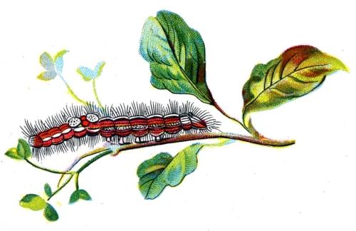 Porthesia similis caterpillar