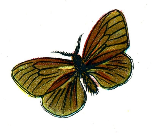 Psyche unicolor