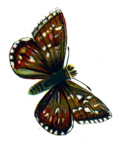 Pyrgus malvae