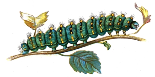 Saturnia pavonia caterpillar