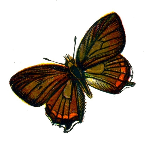 Satyrium pruni