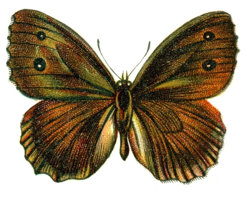 Satyrus dryas