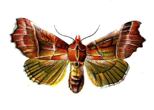 Scoliopteryx libatrix