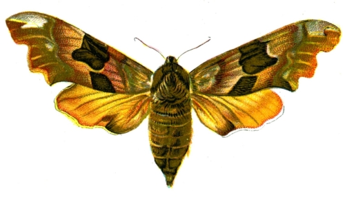 Smerinthus tiliae