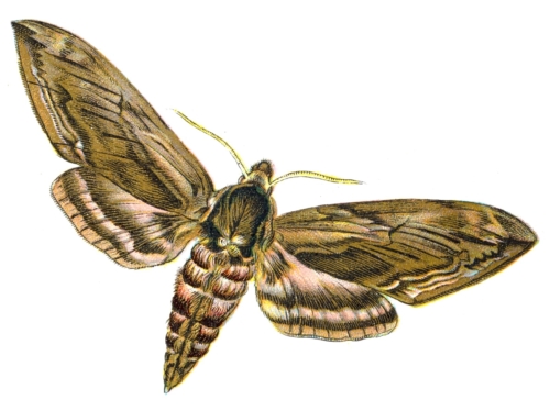 Sphinx ligustri