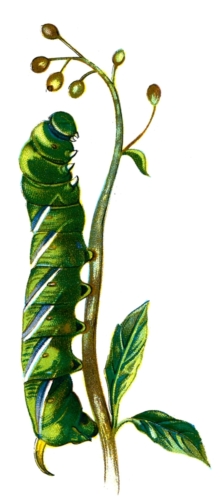 Sphinx ligustri caterpillar