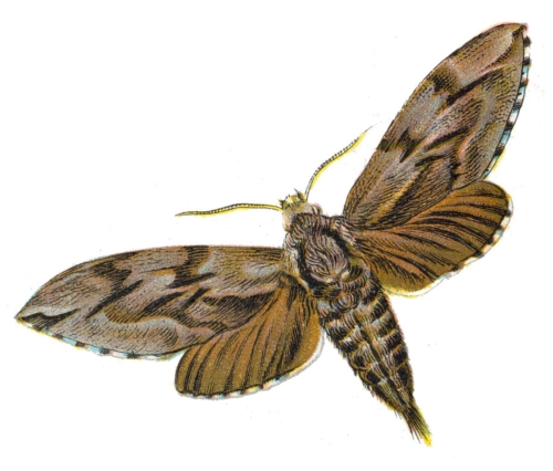 Sphinx pinastri