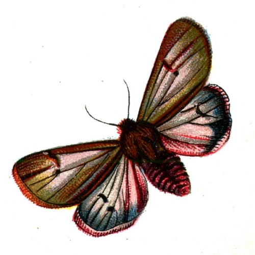 Spilosoma fuliginosa