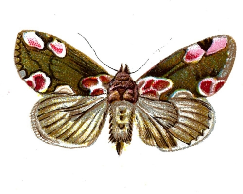 Thyatira batis