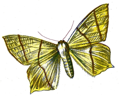 Urapteryx sambucaria