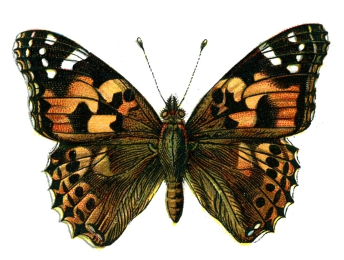 Vanessa cardui