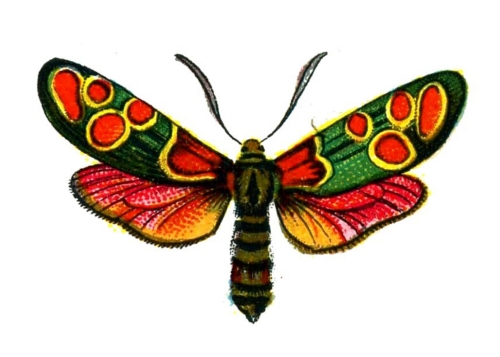 Zygaena carniolica