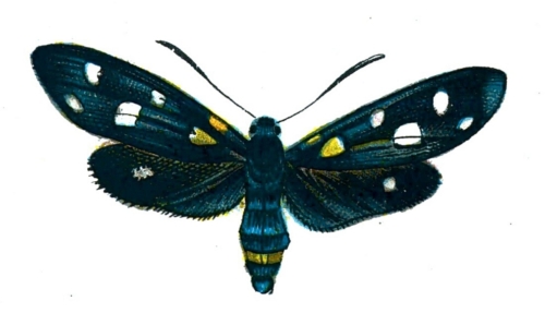 Zygaena coronillae