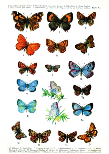 European Butterflies Plate 6