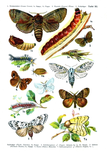 European Butterflies Plate 11