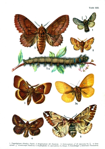 European Butterflies Plate 12