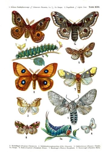 European Butterflies Plate 13