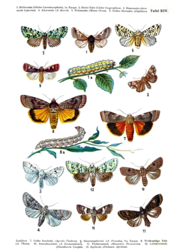 European Butterflies Plate 14