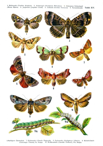 European Butterflies Plate 15