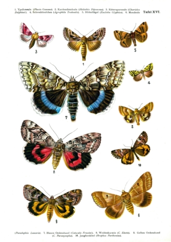 European Butterflies Plate 16